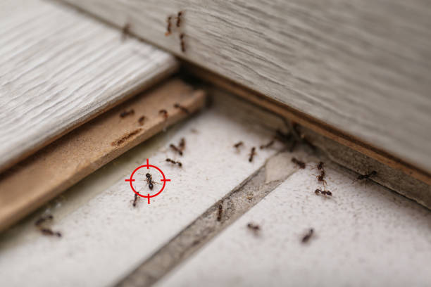 Best Bed Bug Extermination  in Salton City, CA