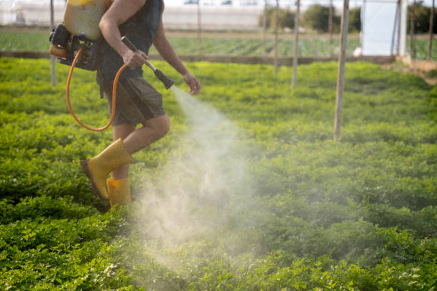 Best Pest Control Near Me  in Salton City, CA