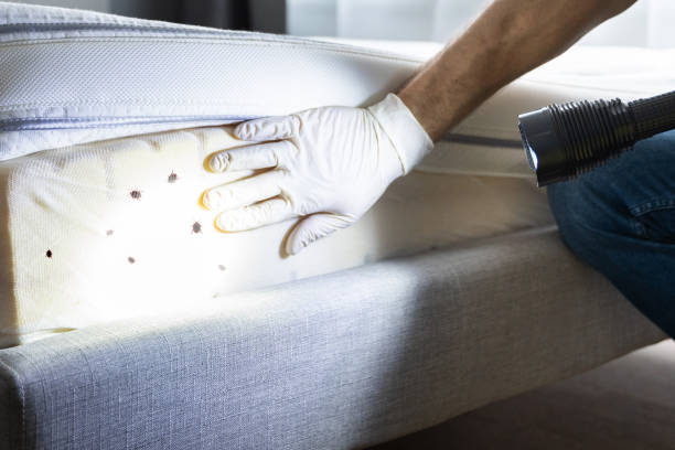 Best Pest Control Treatment  in Salton City, CA