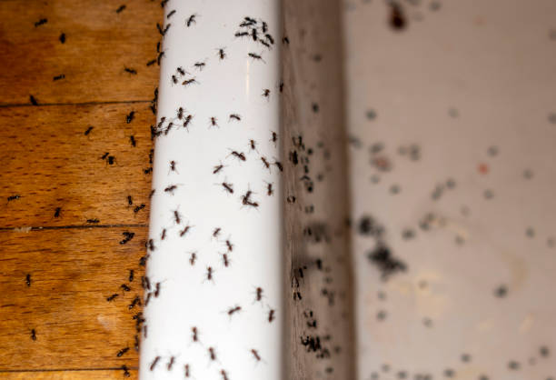 Professional Pest Control in Salton City, CA