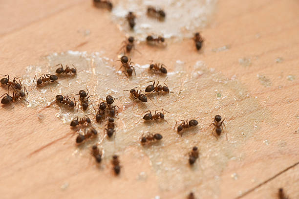 Best Wildlife Control Services  in Salton City, CA