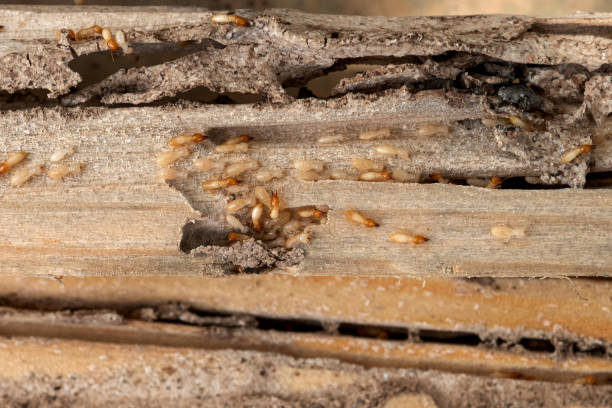 Best Rat Extermination Near Me  in Salton City, CA