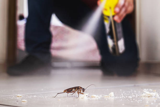 Best Pest Removal Services  in Salton City, CA