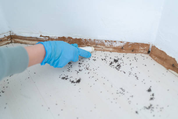 Best Insect Control  in Salton City, CA