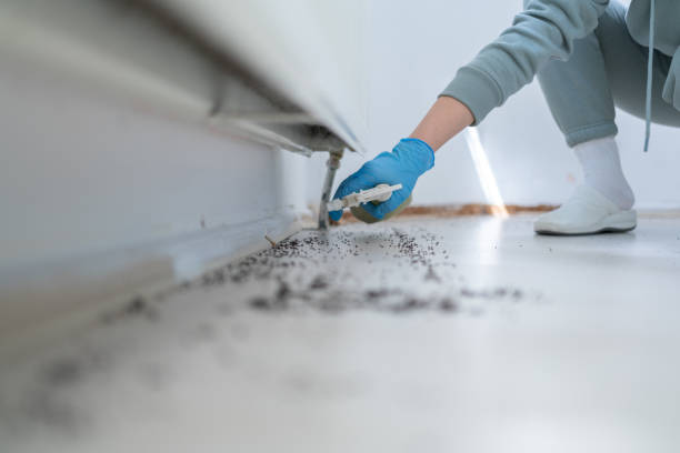 Best Affordable Pest Control Services  in Salton City, CA